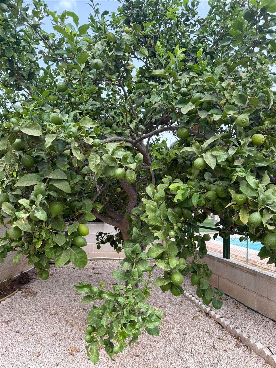 Lămâiul din grădina casei, plin de fructe